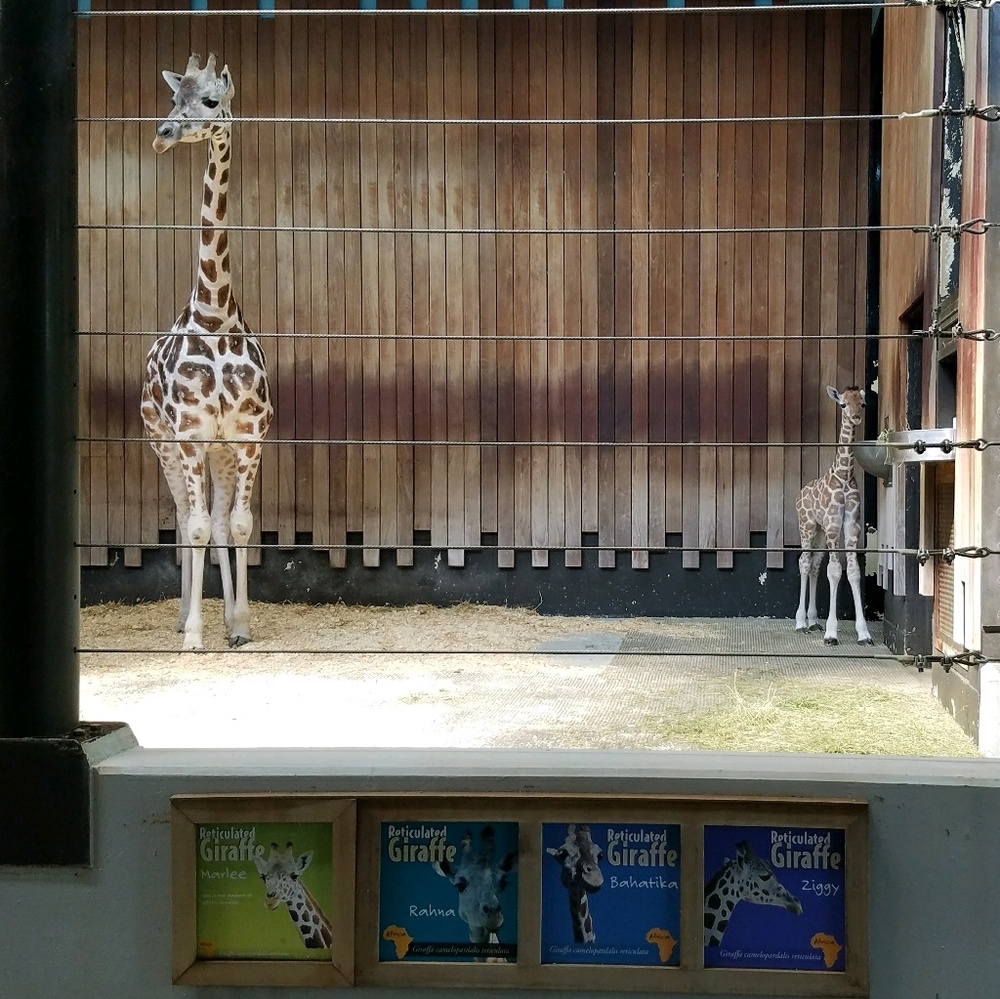 Meet your Posher, Carrie